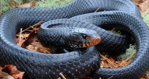 تعبیر خواب مار از نظر قرآن، حضرت یوسف و امام صادق (ع)