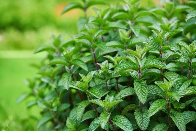 مهمترین خواص نعناع برای گوارش، اضطراب و کبد چرب + عوارض مصرف