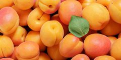 تعبیر خواب خوردن زردآلو + چیدن از درخت برای دختر مجرد تعبیر خواب خوردن زردآلو + چیدن از درخت برای دختر مجرد