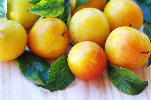 تعبیر خواب آلو زرد چیست؟ + آلوی زرد درشت چیدن از درخت