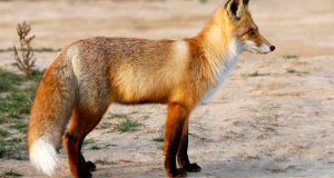 تعبیر خواب روباه نارنجی در خانه + روباه در حال فرار برای دختر مجرد