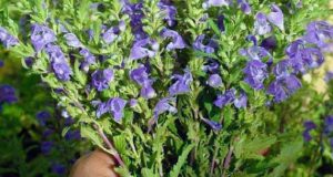 خواص بادرنجبویه