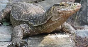 تعبیر خواب سوسمار در خانه + سوسمار زرد و سبز برای دختر مجرد