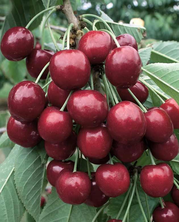 تعبیر خواب گیلاس ابن سیرین و امام صادق و گیلاس چیدن از درخت برای دختر مجرد تعبیر خواب گیلاس ابن سیرین و امام صادق و گیلاس چیدن از درخت برای دختر مجرد