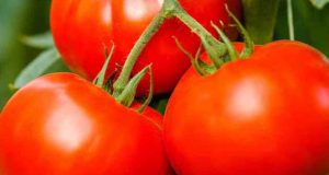 تعبیر خواب گوجه فرنگی ابن سیرین و امام صادق و حضرت یوسف برای دختر مجرد