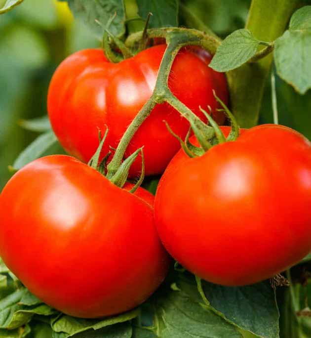 تعبیر خواب گوجه فرنگی ابن سیرین و امام صادق و حضرت یوسف برای دختر مجرد تعبیر خواب گوجه فرنگی ابن سیرین و امام صادق و حضرت یوسف برای دختر مجرد