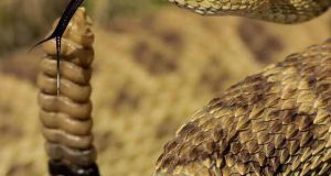 تعبیر خواب مار زنگی ابن سیرین و کشتن مار زنگی قهوه ای و خاکستری و سیاه