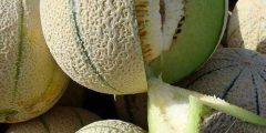 تعبیر خواب طالبی ابن سیرین و حضرت یوسف و خوردن طالبی شیرین برای دختر مجرد