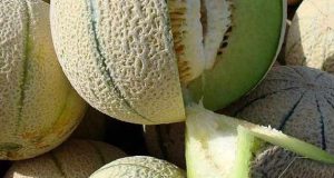 تعبیر خواب طالبی ابن سیرین و حضرت یوسف و خوردن طالبی شیرین برای دختر مجرد