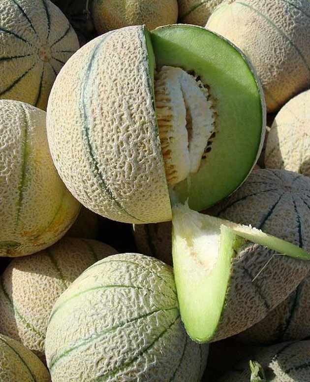 تعبیر خواب طالبی ابن سیرین و حضرت یوسف و خوردن طالبی شیرین برای دختر مجرد تعبیر خواب طالبی ابن سیرین و حضرت یوسف و خوردن طالبی شیرین برای دختر مجرد