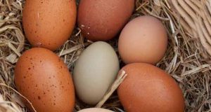 تعبیر خواب تخم مرغ ابن سیرین و امام صادق و حضرت یوسف برای دختر و زن متاهل