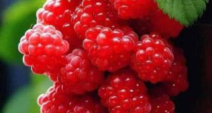 تعبیر خواب تمشک ابن سیرین و امام صادق و چیدن تمشک جنگلی قرمز و سیاه