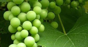 تعبیر خواب غوره ابن سیرین و امام صادق و خوردن غوره سبز برای زن باردار