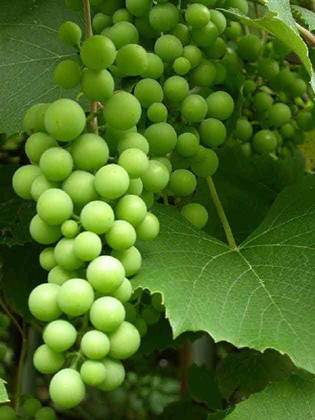 تعبیر خواب غوره ابن سیرین و امام صادق و خوردن غوره سبز برای زن باردار