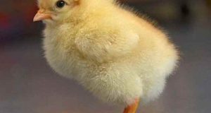 تعبیر خواب جوجه ابن سیرین و حضرت یوسف و جوجه مرغ مرده از امام صادق