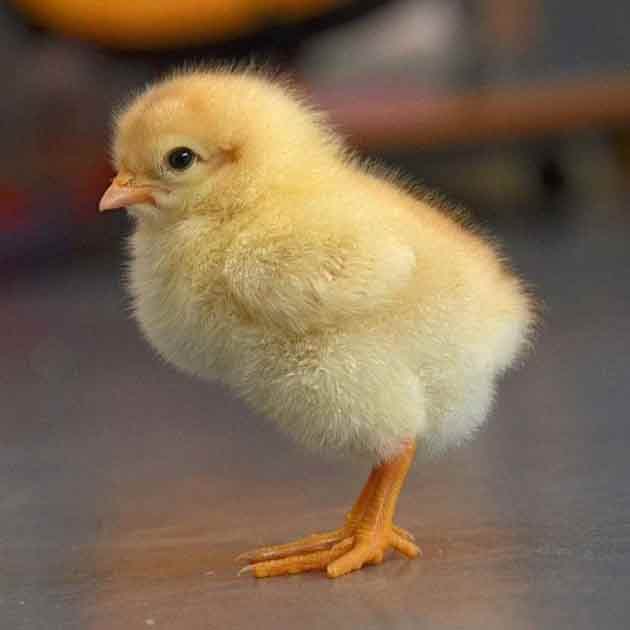 تعبیر خواب جوجه ابن سیرین و حضرت یوسف و جوجه مرغ مرده از امام صادق