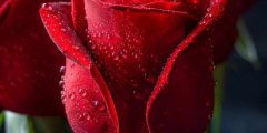 تعبیر خواب گل رز قرمز ابن سیرین + هدیه گرفتن برای دختر مجرد و زن متاهل