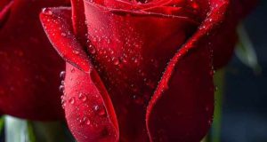 تعبیر خواب گل رز قرمز ابن سیرین + هدیه گرفتن برای دختر مجرد و زن متاهل