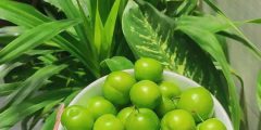 تعبیر خواب آلوچه سبز امام صادق + ابن سیرین برای دختر مجرد و زن باردار تعبیر خواب آلوچه سبز امام صادق + ابن سیرین برای دختر مجرد و زن باردار