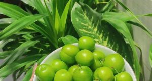 تعبیر خواب آلوچه سبز امام صادق + ابن سیرین برای دختر مجرد و زن باردار
