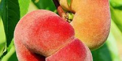 تعبیر خواب هلو انجیری ابن سیرین و امام صادق برای زن باردار و دختر مجرد تعبیر خواب هلو انجیری ابن سیرین و امام صادق برای زن باردار و دختر مجرد