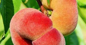تعبیر خواب هلو انجیری ابن سیرین و امام صادق برای زن باردار و دختر مجرد