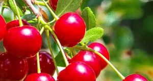 تعبیر خواب آلبالو امام صادق و حضرت یوسف برای دختر مجرد و زن باردار