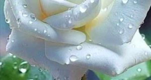 تعبیر خواب گل رز سفید امام صادق + هدیه گرفتن برای دختر مجرد و زن متاهل