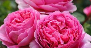 تعبیر خواب گل محمدی تازه و خشک امام صادق + ابن سیرین برای دختر مجرد