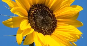 تعبیر خواب گل آفتابگردان + ابن سیرین برای دختر مجرد و زن متاهل و زن باردار