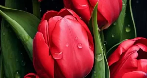 تعبیر خواب گل لاله + دشت گل لاله قرمز و سفید برای دختر مجرد و زن باردار
