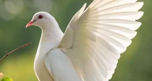 تعبیر خواب کبوتر از یوسف نبی و امام صادق + در خانه برای زن متاهل و دختر مجرد