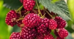 تعبیر خواب توت قرمز امام صادق + حضرت یوسف برای دختر مجرد و زن باردار