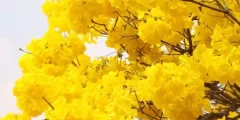 تعبیر خواب رنگ زرد ابن سیرین + دیدن رنگ زرد در خواب آیا نشان هشدار می باشد؟ تعبیر خواب رنگ زرد ابن سیرین + دیدن رنگ زرد در خواب آیا نشان هشدار می باشد؟