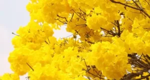 تعبیر خواب رنگ زرد ابن سیرین + دیدن رنگ زرد در خواب آیا نشان هشدار می باشد؟
