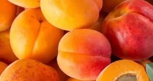 تعبیر خواب زردآلو برای زن باردار + ابن سیرین و امام صادق برای تعیین جنسیت جنین