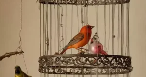 تعبیر خواب قفس امام صادق و ابن سیرین + گرفتن پرنده و انداختن در قفس برای زنان