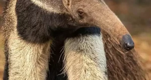 تعبیر خواب مورچه خوار ابن سیرین + مورچه آدم خوار برای زن متاهل و دختر مجرد