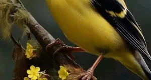 تعبیر خواب پرنده حضرت یوسف و امام صادق + در خانه و قفس برای دختر مجرد