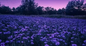 تعبیر خواب ستاره امام صادق و حضرت یوسف + در آسمان شب برای دختر مجرد