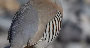 تعبیر خواب کبک حضرت یوسف + برای زنان و دختران و گرفتن کبک چاق با دست