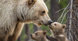 تعبیر خواب بچه خرس ابن سیرین + نوازش کردن تا حمله کردن برای زن و دختر مجرد