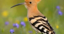 تعبیر خواب هدهد با موضوعات متنوع + از امام صادق و ابن سیرین و سایر معبران